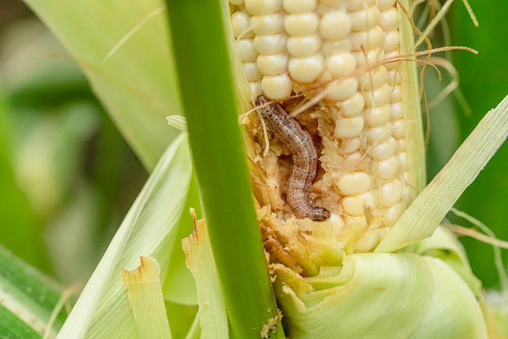 Fall Armyworm crop damage